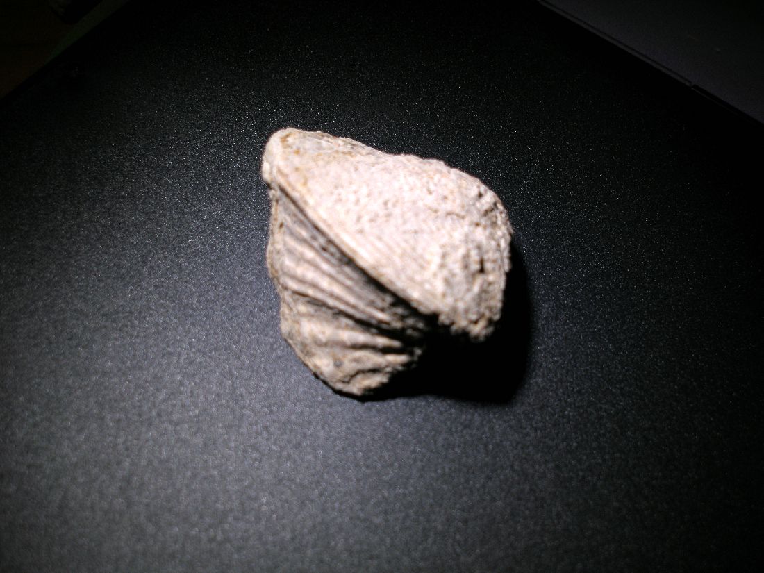 Avicularium carinatum (Bronn, 1831) Oligocene Castelgomberto